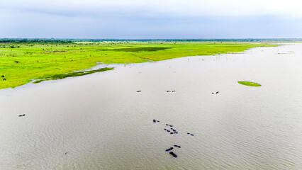 Aerial view of a group of buffaloes wading in water at Meja Dam, Bhilwara, among rocks, with a...
