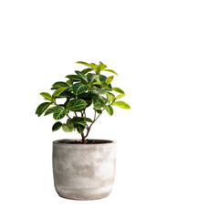 Small potted plant with variegated leaves