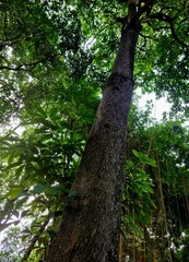 Fototapeta premium Tall green trees surrounding golf course area