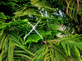 Spider web with spider in center forming X shape