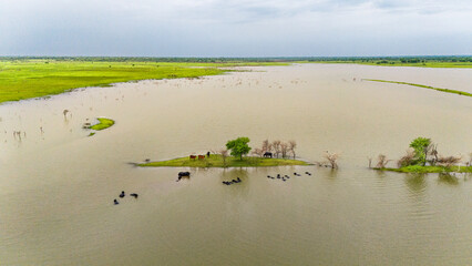 Meja Dam, Bhilwara during monsoon, showing buffaloes wading in water and cows standing on a grassy...