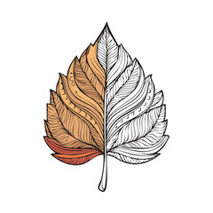 Half-color half-outline birch leaf for coloring activities isolated on white.