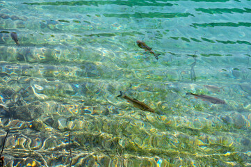 Small fish swim in the water of a lake