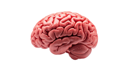 Human Brain Illustration with Transparent Background