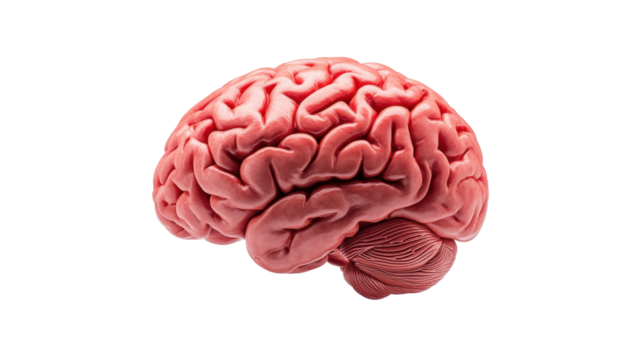 Human Brain Illustration with Transparent Background
