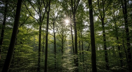 Sunlight Filtering Through Green Leafy Forest Trees in Natural Environment