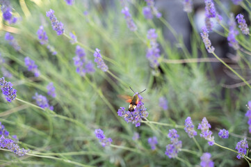 Hawk-moth butterfly on lavender blossom