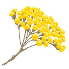 Hand Drawing Painting of Helichrysum Flower Botanical Illustration