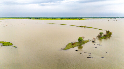 Meja Dam, Bhilwara during monsoon, showing buffaloes wading in water and cows standing on a grassy...