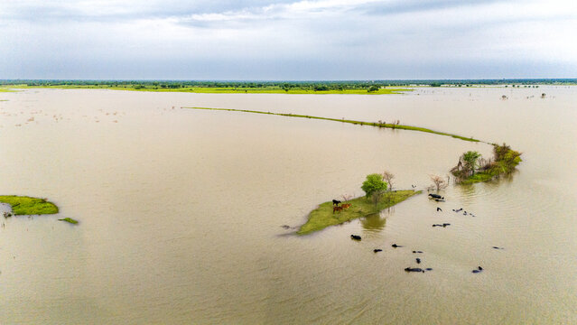 Meja Dam, Bhilwara during monsoon, showing buffaloes wading in water and cows standing on a grassy patch among trees and birds, with lush green fields at the horizon and a cloudy sky in background