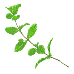 Hand Drawing Painting of Mint Leaf Botanical Illustration © agum