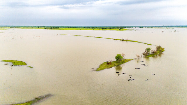 Meja Dam, Bhilwara during monsoon, showing buffaloes wading in water and cows standing on a grassy patch among trees and birds, with lush green fields at the horizon and a cloudy sky in background - Powered by Adobe