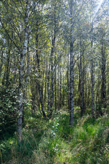 In the forest with green grass