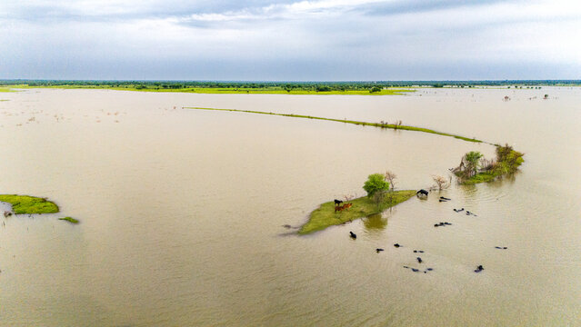 Meja Dam, Bhilwara during monsoon, showing buffaloes wading in water and cows standing on a grassy patch among trees and birds, with lush green fields at the horizon and a cloudy sky in background