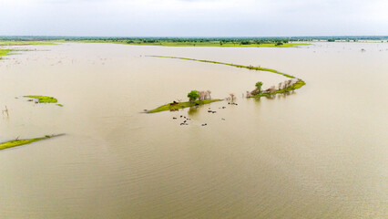 Meja Dam, Bhilwara during monsoon, showing buffaloes wading in water and cows standing on a grassy...