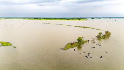 Meja Dam, Bhilwara during monsoon, showing buffaloes wading in water and cows standing on a grassy...