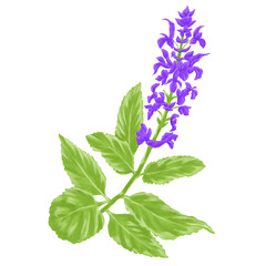 Hand Drawing Painting of Clary Sage Botanical Illustration