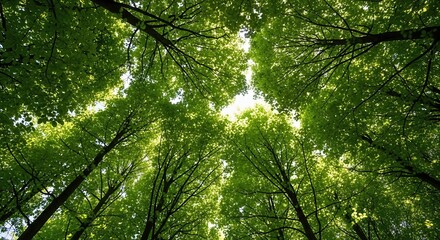 Looking Up at Green Tops of Trees in Italy – Forest Canopy Perspective
