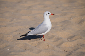 A solitary seagull stands on rippled sand, casting a sharp shadow under the sunlit sky.