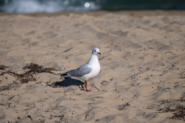 A lone seagull stands on a sandy beach scattered with dried seaweed, gazing toward the gentle waves under a clear blue sky.