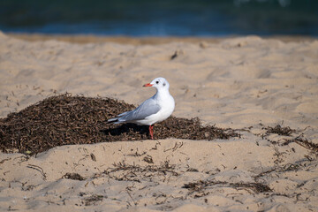 A seagull stands beside a pile of seaweed on a sunlit sandy beach with the ocean softly blurred in the background.