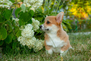cute Welsh Corgi puppy walking in the grass