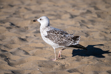 A solitary seagull stands on rippled sand, casting a sharp shadow under the sunlit sky.