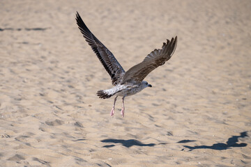 A seagull lifts off from a sunlit sandy beach, wings fully extended in graceful ascent over the open terrain.