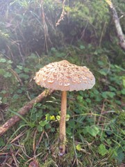 Nature photography Austria