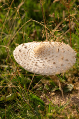 mushroom in the grass