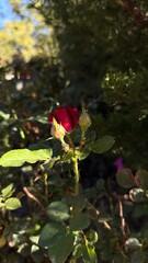 Aphids on a rose. red rose in the garden