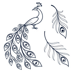 Vector art of elegant peacock illustration with feathers, showcasing intricate line work and graceful form, perfect for adding a touch of sophistication