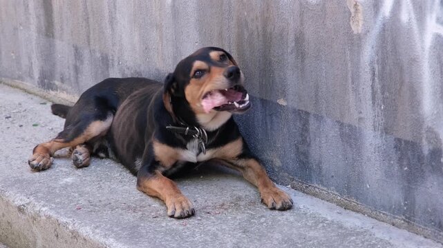 Large domestic dog biting and eating raw bone. Pets food. 
