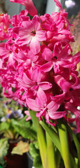 Pink Hyacinthus orientalis flowers blooming in clusters with delicate star-shaped petals, photographed indoors in daylight, close-up of ornamental spring bulb plant.