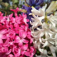 Colorful Hyacinthus orientalis flowers in pink, white, and purple hues blooming closely together, photographed indoors with soft light highlighting their delicate petals.