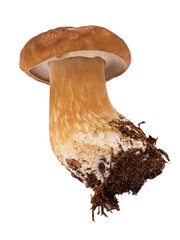  Borowik szlachetny (Boletus edulis Bull.) PNG

Język słów kluczowych: Polski