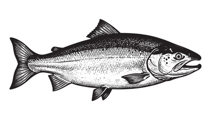 salmon fish engraving vector style
