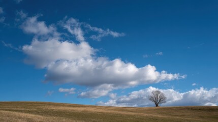 Obraz premium Lonely Tree Silhouette against a Blue Sky: A lone tree stands starkly against a vast sky, its silhouette creating a poignant contrast with the soft clouds that drift lazily overhead.