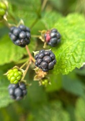 Ripe and unripe blackberries on branch close-up