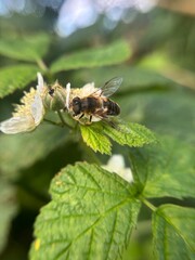 Hoverfly pollinating raspberry flower in macro close-up