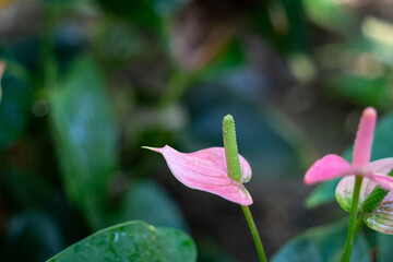 Vibrant red Anthurium flower with glossy green leaves