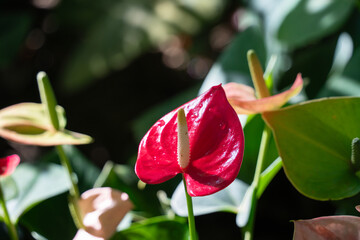 Vibrant red Anthurium flower with glossy green leaves