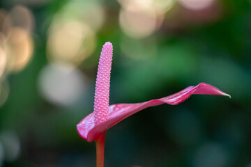 Vibrant red Anthurium flower with glossy green leaves