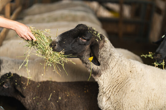 Sheep eating hay from farmer's hand on organic livestock farm