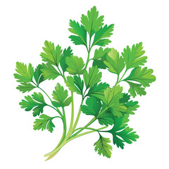 Fresh green cilantro sprigs create a vibrant culinary herb bundle against a white surface