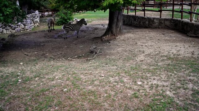 Zebras relaxing under a tree in a zoo enclosure