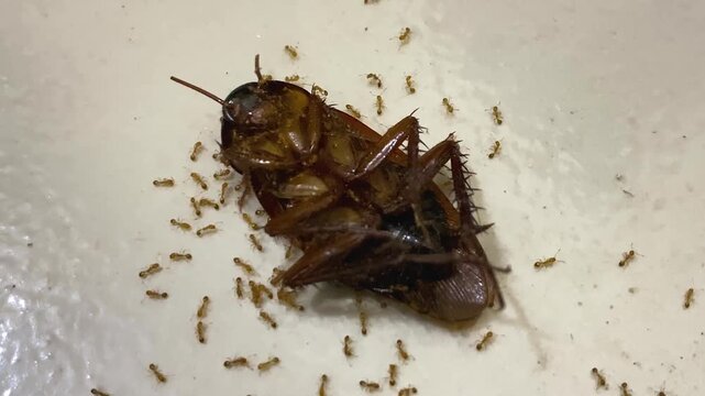 Cockroach surrounded by ants showing nature's cycle and behavior