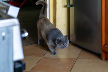 British Shorthair cat with amber eyes sneaks across kitchen tiles, cautiously observing surroundings with focused hunting stance.