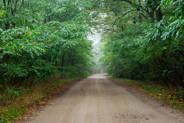 Fototapeta premium Foggy forest with dirt road, damp ground and dense trees forming a natural green scenic tunnel landscape.