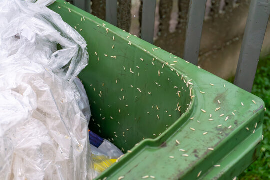 Visible larvae on green waste container, dirty lid indicating hygiene problems and organic decomposition of stored trash.